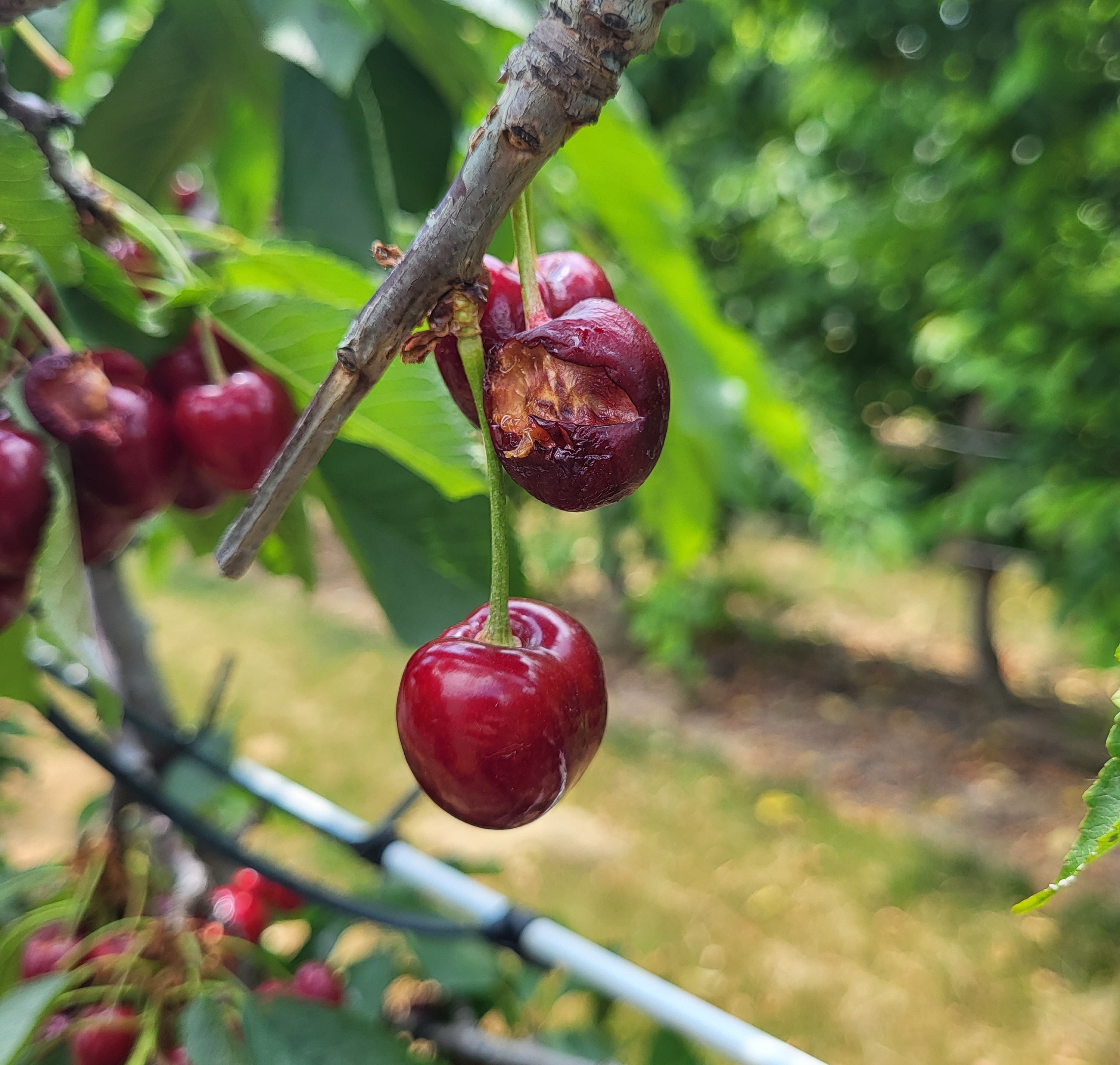 Bird damaged cherry in control site.jpg